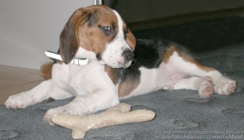 Beagle_Nalli_01.jpg