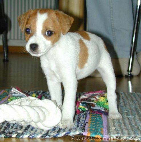Jackrussell_Emma_1.jpg
