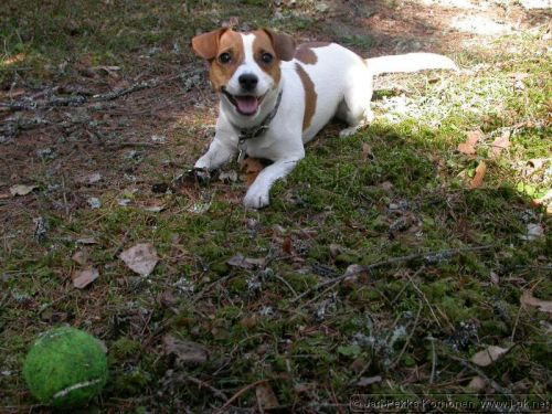 Jackrussell_Emma_2.jpg