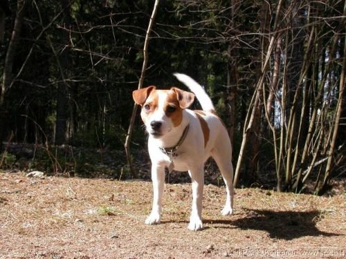 Jackrussell_Emma_3.jpg