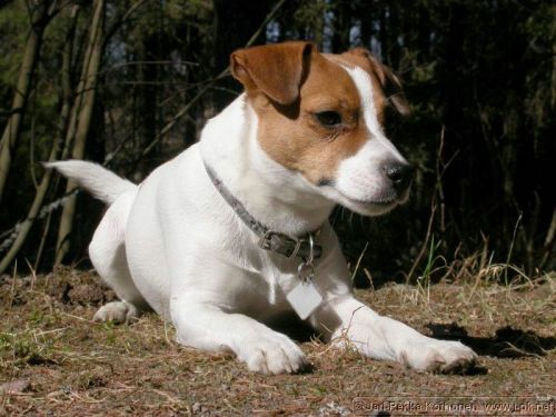 Jackrussell_Emma_5.jpg