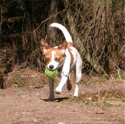 Jackrussell_Emma_6.jpg