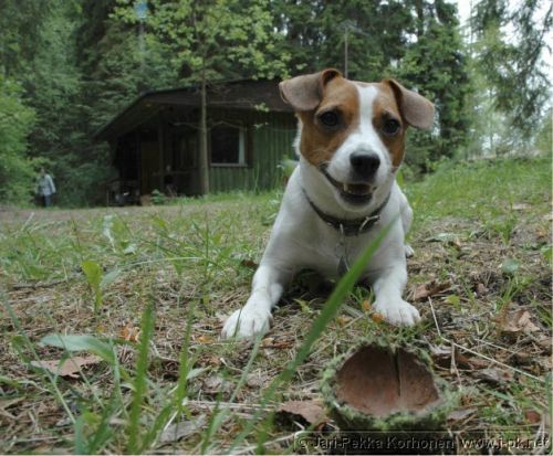 Jackrussell_Emma_7.jpg