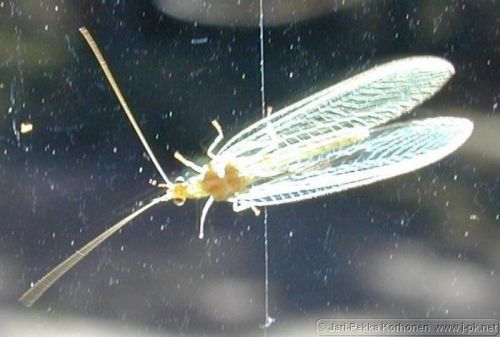 otokka01.jpg