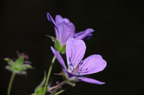 DSC_9613.JPG