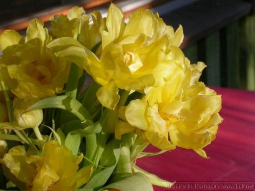 dscn3245_2.jpg